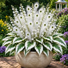 🏠🤗 Peacock Flame Hosta™ – Effortless Beauty For Shady Spaces💥