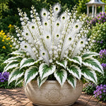 🏠🤗 Peacock Flame Hosta™ – Effortless Beauty For Shady Spaces💥