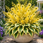 🏠🤗 Peacock Flame Hosta™ – Effortless Beauty For Shady Spaces💥