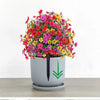 🔥 Last Day Sale Price | Turn Your Garden Into a Colorful Paradise