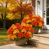 🔥 Fall Sale Today | Transform Your Porch Into an Autumn Showcase