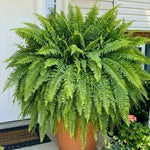 🔥 Last Day Sale Price | 💛Glowing Boston Ferns with Lights – 🌿 Zero Watering, Zero Maintenance