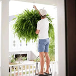 🔥 Last Day Sale Price | 💛Glowing Boston Ferns with Lights – 🌿 Zero Watering, Zero Maintenance
