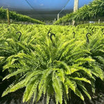 🔥 Last Day Sale Price | 💛Glowing Boston Ferns with Lights – 🌿 Zero Watering, Zero Maintenance