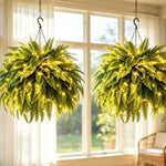 🔥 Last Day Sale Price | 💛Glowing Boston Ferns with Lights – 🌿 Zero Watering, Zero Maintenance