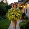 🔥 Last Day Sale Price | 💛Glowing Boston Ferns with Lights – 🌿 Zero Watering, Zero Maintenance