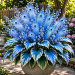 🏠🤗 Peacock Flame Hosta™ – Effortless Beauty For Shady Spaces💥