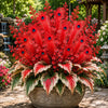 🏠🤗 Peacock Flame Hosta™ – Effortless Beauty For Shady Spaces💥