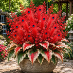 🏠🤗 Peacock Flame Hosta™ – Effortless Beauty For Shady Spaces💥
