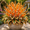 🏠🤗 Peacock Flame Hosta™ – Effortless Beauty For Shady Spaces💥