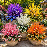 🏠🤗 Peacock Flame Hosta™ – Effortless Beauty For Shady Spaces💥